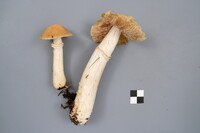 Cortinarius caperatus image